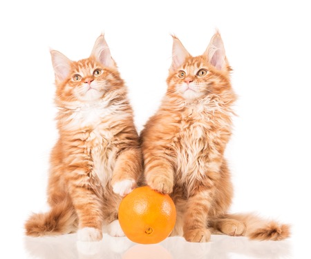 Fluffy Maine Coon kittens with fresh orange fruit isolated over white backgroundの写真素材