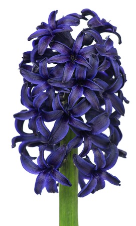 Bright blue hyacinth isolated over white backgroundの写真素材