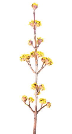 European cornel branch with young blossoming isolated over white backgroundの写真素材