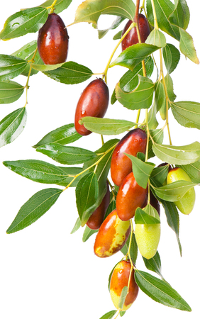 Fresh jujube fruit on branch with leaves isolated on white backgroundの写真素材