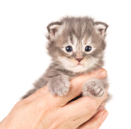 Fluffy Maine Coon kitten on the female hand isolated over white backgroundの写真素材