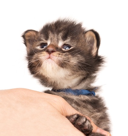 Fluffy Maine Coon kitten on the female hand isolated over white backgroundの写真素材
