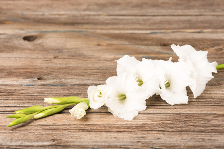 Fresh white gladiolus flowers over wooden backgroundの写真素材