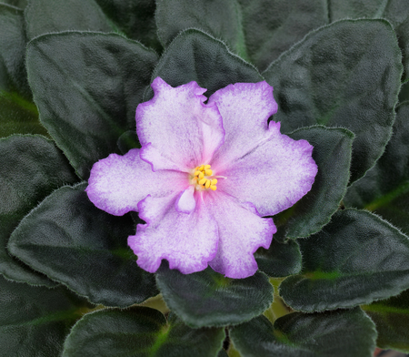 Beautiful violet flower over leaves backgroundの写真素材