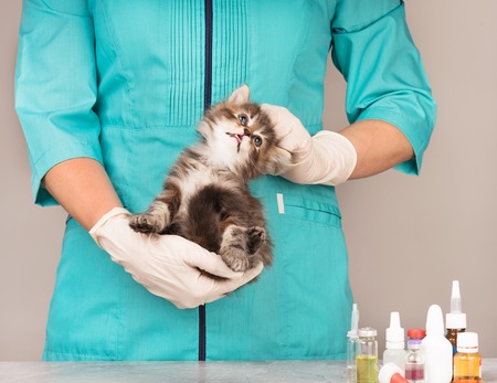 Veterinary survey of cute frightened kitten over grey backgroundの写真素材
