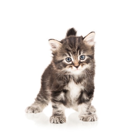 Cute fluffy little kitten isolated on a white background cutoutの写真素材