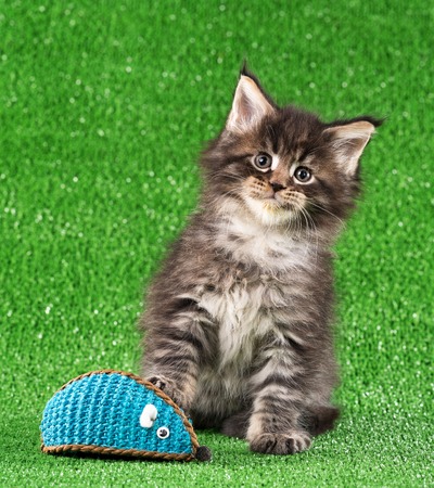 Maine Coon kitten with toy mouse over green grass backgroundの写真素材
