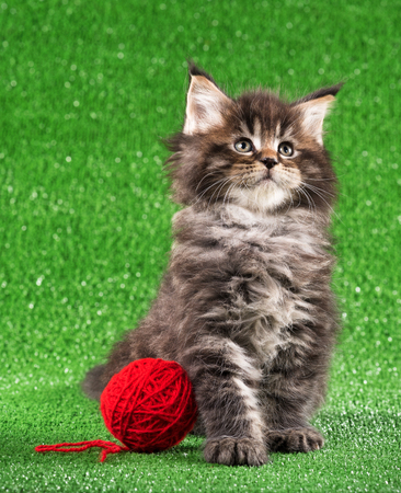Maine Coon kitten with toy ball over green grass backgroundの写真素材