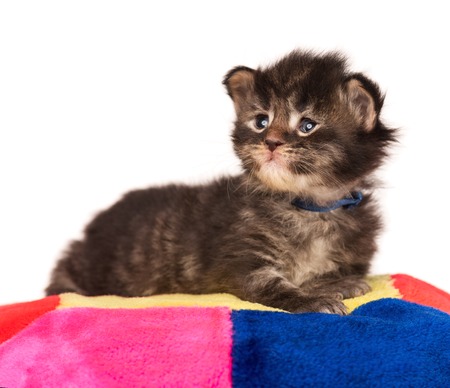 Fluffy Maine Coon kitten on the pillow isolated over white backgroundの写真素材