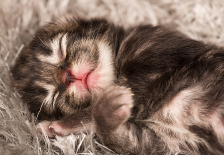 Asleep newborn siberian kitten on a warm knitted grey sweater close-upの写真素材