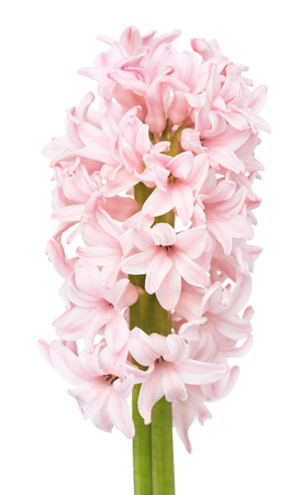 Soft pink hyacinth isolated over white backgroundの写真素材