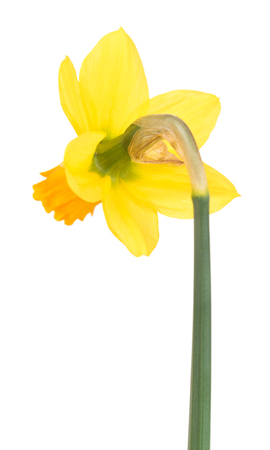 Bright spring narcissus isolated over white backgroundの写真素材