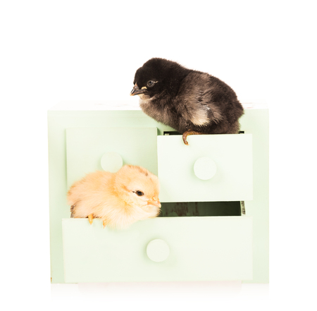 Cute newborn chickens in the case isolated over white backgroundの写真素材