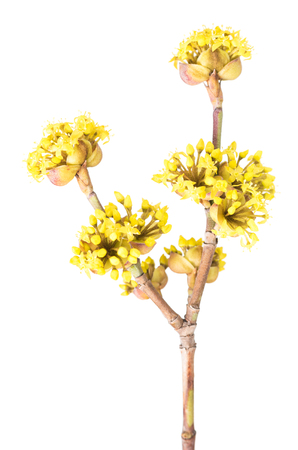 Blossoming european cornel branch isolated over white backgroundの写真素材