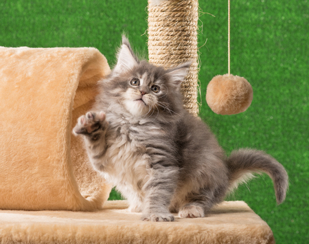 Maine Coon kitten on the scratching-stone over green grass backgroundの写真素材