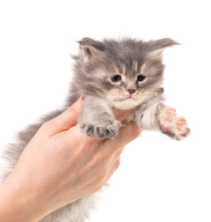 Fluffy Maine Coon kitten on the female hand isolated over white backgroundの写真素材