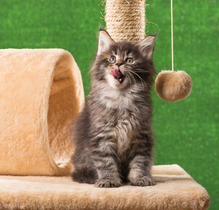 Maine Coon kitten on the scratching-stone over green grass backgroundの写真素材