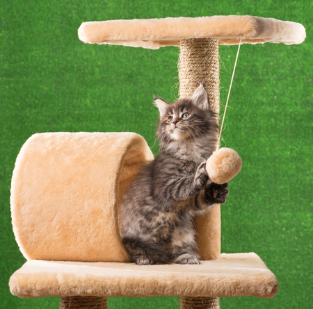 Maine Coon kitten on the scratching-stone over green grass backgroundの写真素材