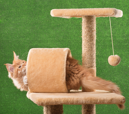 Maine Coon kitten on the scratching-stone over green grass backgroundの写真素材