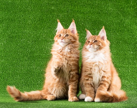 Cute Maine Coon kittens over green grass backgroundの写真素材