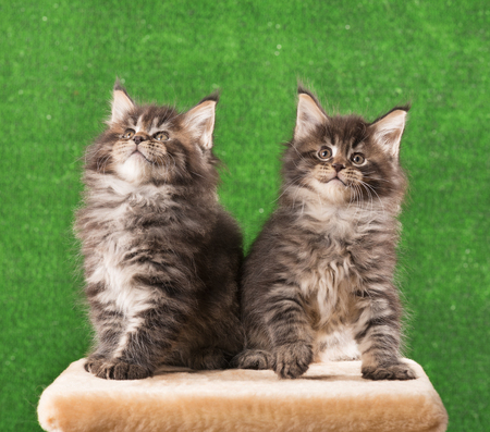 Maine Coon kittens on the scratching-stone over green grass backgroundの写真素材