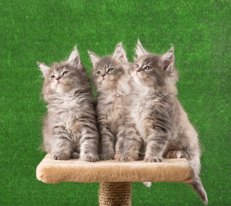 Maine Coon kittens on the scratching-stone over green grass backgroundの写真素材
