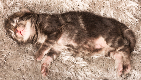 Asleep newborn siberian kitten on a warm knitted grey sweater close-upの写真素材