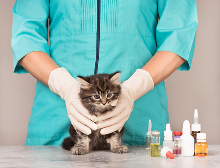 Veterinary survey of cute frightened kitten over grey backgroundの写真素材