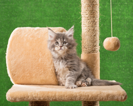 Maine Coon kitten on the scratching-stone over green grass backgroundの写真素材