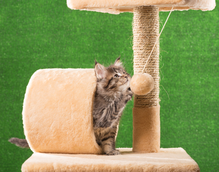 Maine Coon kitten on the scratching-stone over green grass backgroundの写真素材