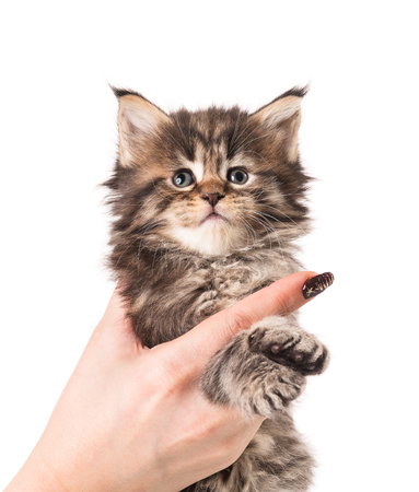 Fluffy Maine Coon kitten on the female hand isolated over white backgroundの写真素材