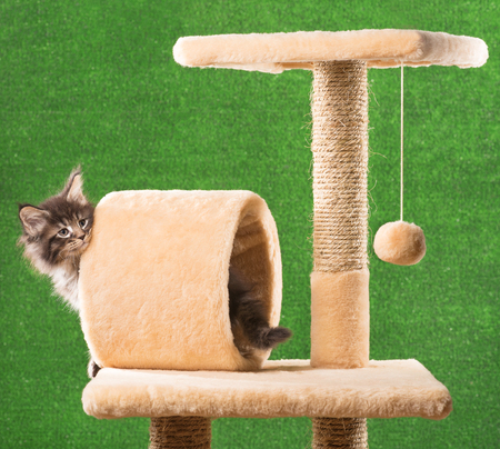 Maine Coon kitten on the scratching-stone over green grass backgroundの写真素材