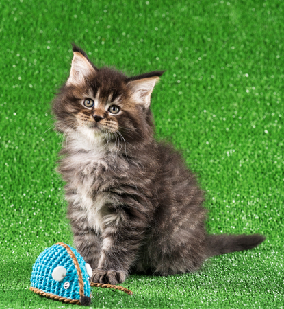 Maine Coon kitten with toy mouse over green grass backgroundの写真素材