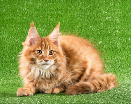 Cute Maine Coon kitten over green grass backgroundの写真素材