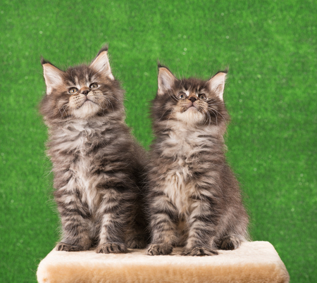 Maine Coon kittens on the scratching-stone over green grass backgroundの写真素材