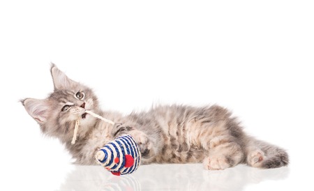 Maine Coon kitten with toy mouse isolated over white backgroundの写真素材