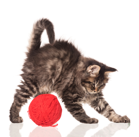 Maine Coon kitten with yarn ball toy isolated over white backgroundの写真素材