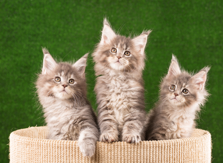 Maine Coon kittens on the scratching-stone over green grass backgroundの写真素材