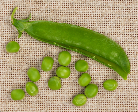 Open peas pods with beans on a burlap backgroundの写真素材