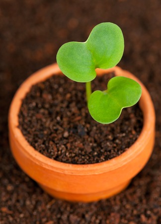 Young green sprout in the flowerpot over black organic soil close-upの写真素材