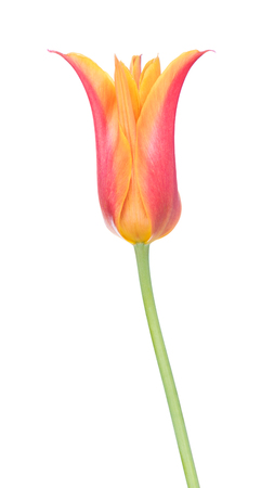 Bright orange tulip isolated over white backgroundの写真素材