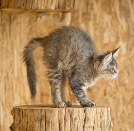 Cute Maine Coon kitten on the stump in the open-air cageの写真素材