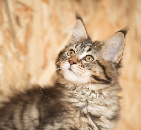 Cute Maine Coon kitten portrait over dirty yellow backgroundの写真素材