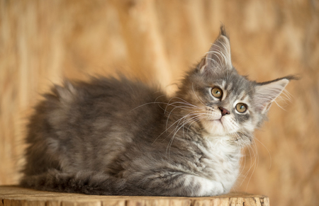 Cute Maine Coon kitten on the stump in the open-air cageの写真素材