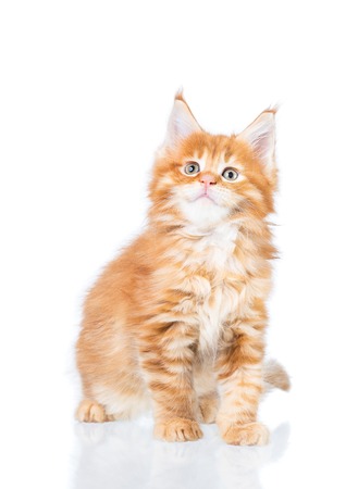 Fluffy Maine Coon kitten isolated over white backgroundの写真素材
