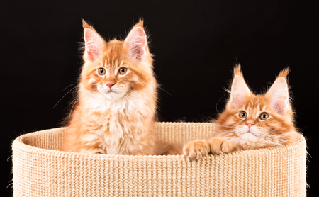 Fluffy Maine Coon kittens on the couch over black backgroundの写真素材