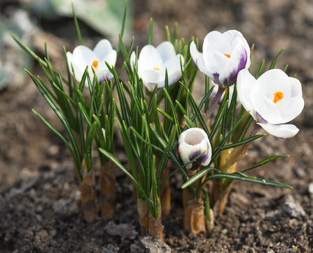 Bright white crocuses with green leaves over soil backgroundの写真素材