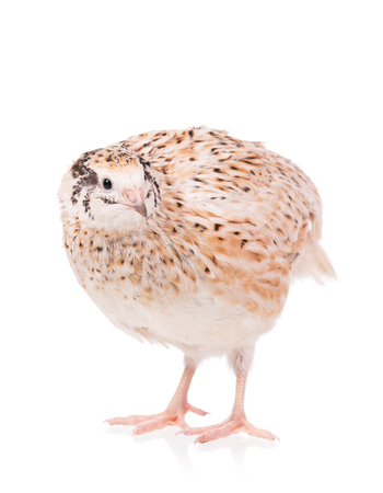 Cute adult quail isolated over white background cutoutの写真素材