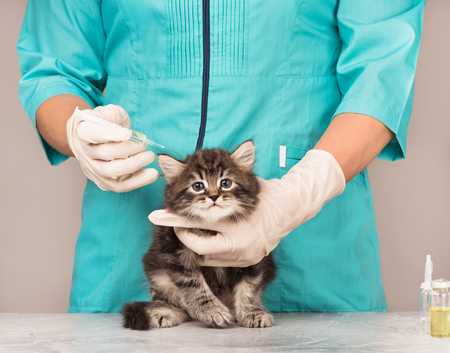 Veterinary survey of cute frightened kitten over grey backgroundの写真素材