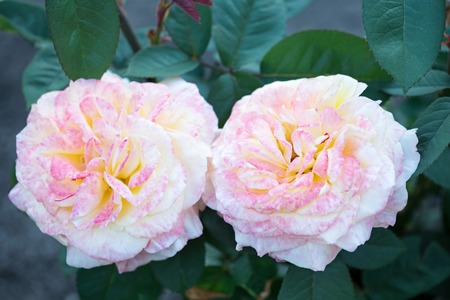 Fresh pink rose with leaves over green backgroundの写真素材